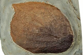 Colorful Fossil Leaf (Beringiaphyllum) - Montana #356548