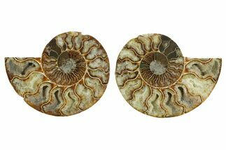 Cut & Polished Crystal-Filled Ammonite Fossil - Madagascar #354107