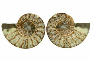 Cut & Polished Crystal-Filled Ammonite Fossil - Madagascar #354112