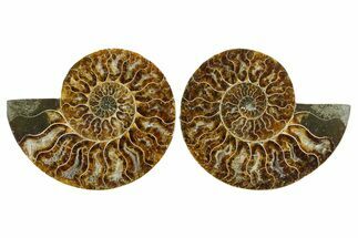 Cut & Polished Crystal-Filled Ammonite Fossil - Madagascar #354113