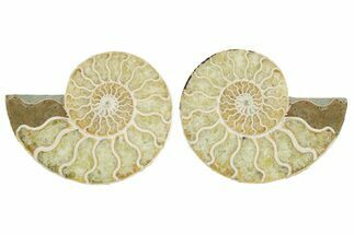 Cut & Polished Crystal-Filled Ammonite Fossil - Madagascar #354156