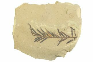 Shale With Dawn Redwood (Metasequoia) Fossils - Montana #356478