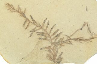 Shale With Dawn Redwood (Metasequoia) Fossils - Montana #356485