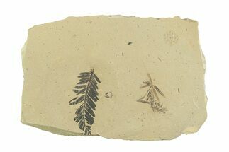 Shale With Dawn Redwood (Metasequoia) Fossils - Montana #356490