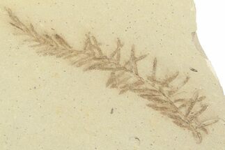 Shale With Dawn Redwood (Metasequoia) Fossil - Montana #356491