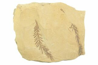 Shale With Dawn Redwood (Metasequoia) Fossils - Montana #356493