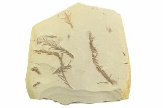 Shale With Dawn Redwood (Metasequoia) Fossils - Montana #356503