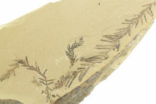 Shale With Dawn Redwood (Metasequoia) Fossils - Montana #356513