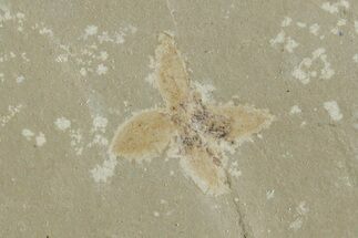 Detailed Fossil Flower - Green River Formation, Utah #356569