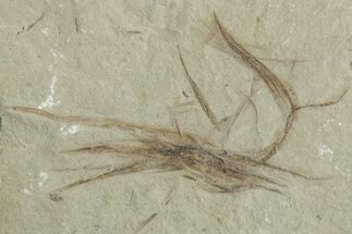 Tattered Fossil Feather - Green River Formation, Utah #356570
