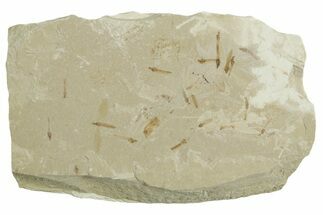 Crane Fly (Tipulidae) Mortality Plate - Green River Formation #356612