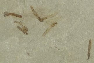 Crane Fly (Tipulidae) Mortality Plate - Green River Formation #356616