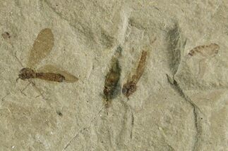 Crane Fly (Tipulidae) Mortality Plate - Green River Formation #356617