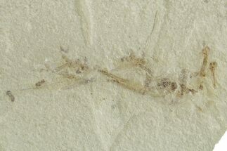 Crane Fly (Tipulidae) Mortality Plate - Green River Formation #356618