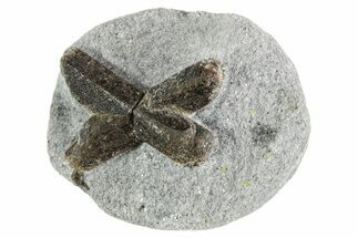 Twinned Staurolite Cross In Glittering Mica-Schist - Russia #356577