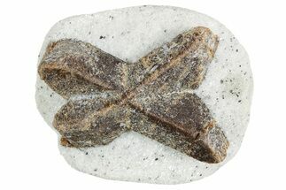 Twinned Staurolite Cross In Glittering Mica-Schist - Russia #356587
