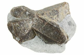 Twinned Staurolite Cross In Glittering Mica-Schist - Russia #356588
