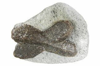 Twinned Staurolite Cross In Glittering Mica-Schist - Russia #356594
