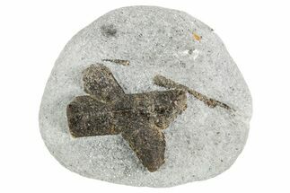 Twinned Staurolite Cross In Glittering Mica-Schist - Russia #356596