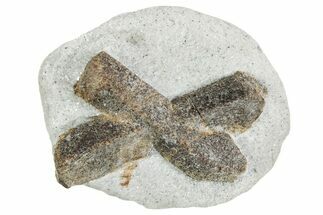 Twinned Staurolite Cross In Glittering Mica-Schist - Russia #356599