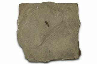 Detailed Fossil Ant - Green River Formation #356662