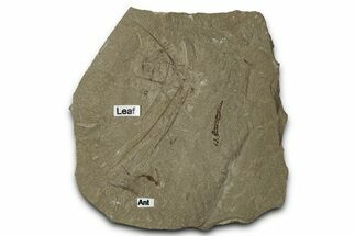 Fossil Ant and Leaf Plate - Green River Formation #356676