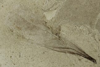 Detailed Fossil Feather - Green River Formation, Utah #356685