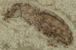 Detailed Fossil Weevil (Snout Beetle) - Green River Formation #356686