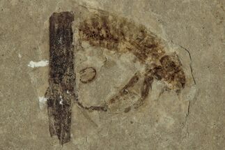 Eocene Fossil Cricket (Orthoptera) - Green River Formation #356688