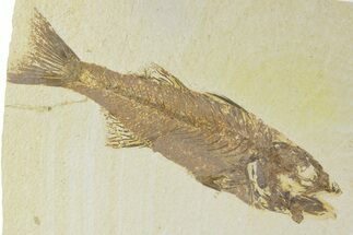 Uncommon Fish Fossil (Mioplosus) - Wyoming #356732