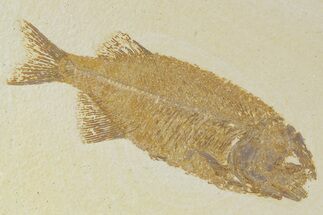 Uncommon Fish (Phareodus) Fossil - Check Out Its Teeth #356748