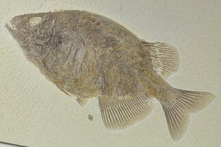 Uncommon Fish (Phareodus) Fossil - Wyoming #356757