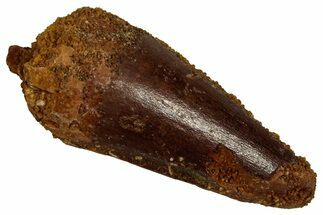 Fossil Spinosaurus Tooth - Real Dinosaur Tooth #356761