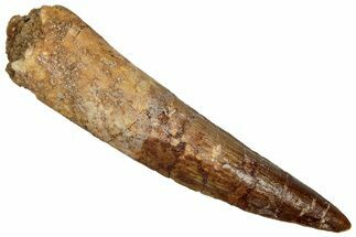 Fossil Spinosaurus Tooth - Real Dinosaur Tooth #356770