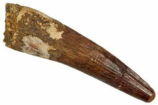 Fossil Spinosaurus Tooth - Real Dinosaur Tooth #356782
