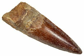 Fossil Spinosaurus Tooth - Nice Tip #356803