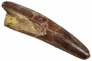Fossil Spinosaurus Tooth - Real Dinosaur Tooth #356805