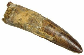 Fossil Spinosaurus Tooth - Real Dinosaur Tooth #356809