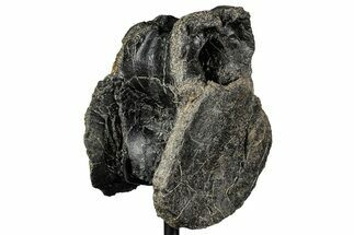 Fossil Theropod Dinosaur (Allosaurus) Dorsal Vertebra - Wyoming #356888