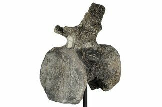 Sauropod (Barosaurus?) Caudal Vertebra w/ Metal Stand - Wyoming #356889