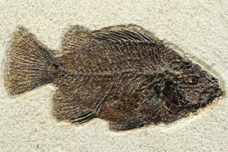 Detailed Fossil Fish (Cockerellites) - Wyoming #356731
