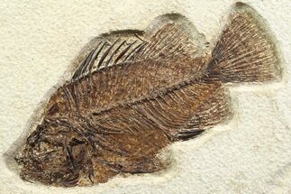Detailed Fossil Fish (Cockerellites) - Wyoming #356750