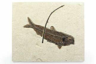 Detailed Fossil Fish (Knightia) with Twig - Large For Species #356756