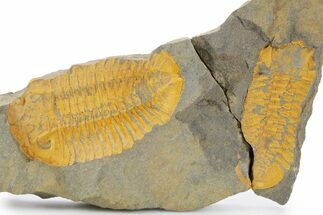Two Orange Dalmanitid (Ormathops) Trilobite Negatives - Morocco #356823
