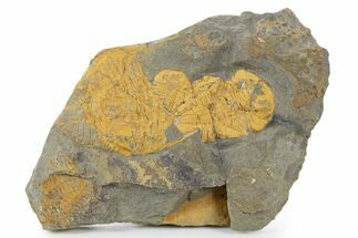 Orange Dalmanitid (Ormathops) Trilobites - Morocco #356825