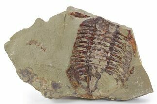 Colorful Asaphid Trilobite Impression - Fezouata Formation #356826