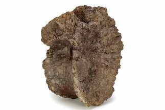 Fossil Tyrannosaur (T rex) Vertebra - Powderville, Montana #356929