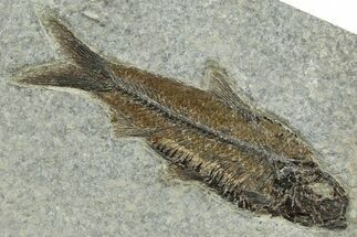 Detailed Fossil Fish (Knightia) - Wyoming #356785