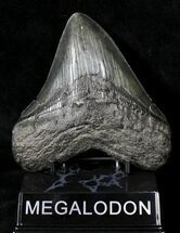 Very Wide Megalodon Tooth - South Carolina #19061