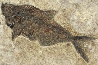 Detailed Fossil Fish (Diplomystus) - Wyoming #356800